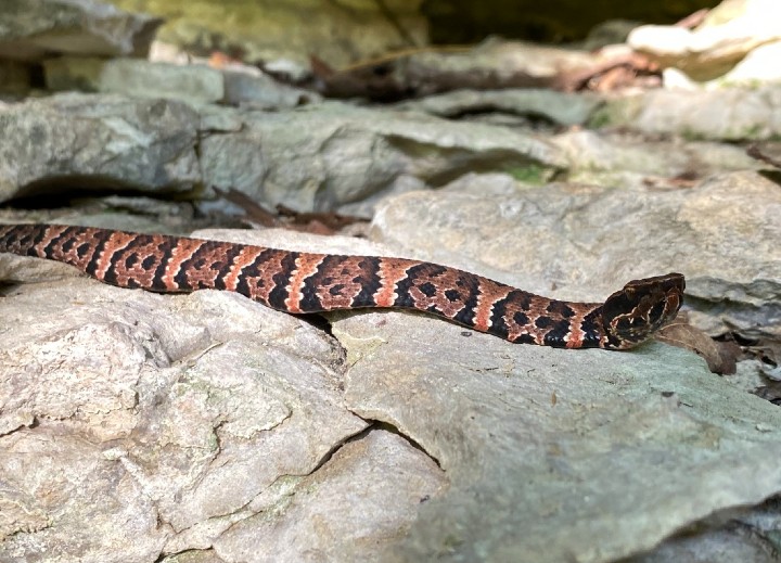 Cottonmouth
